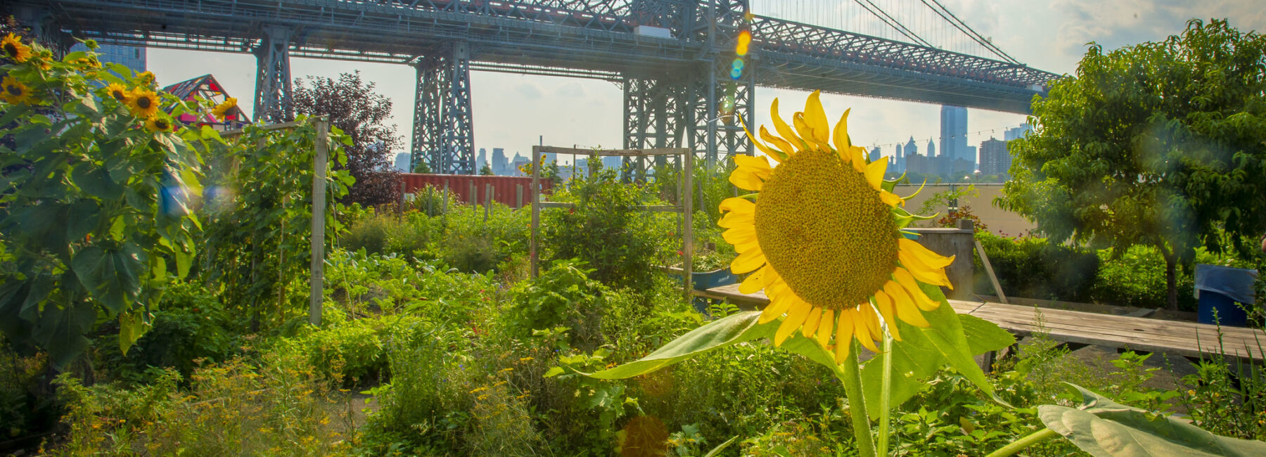 A sunflower growing in an urban garden