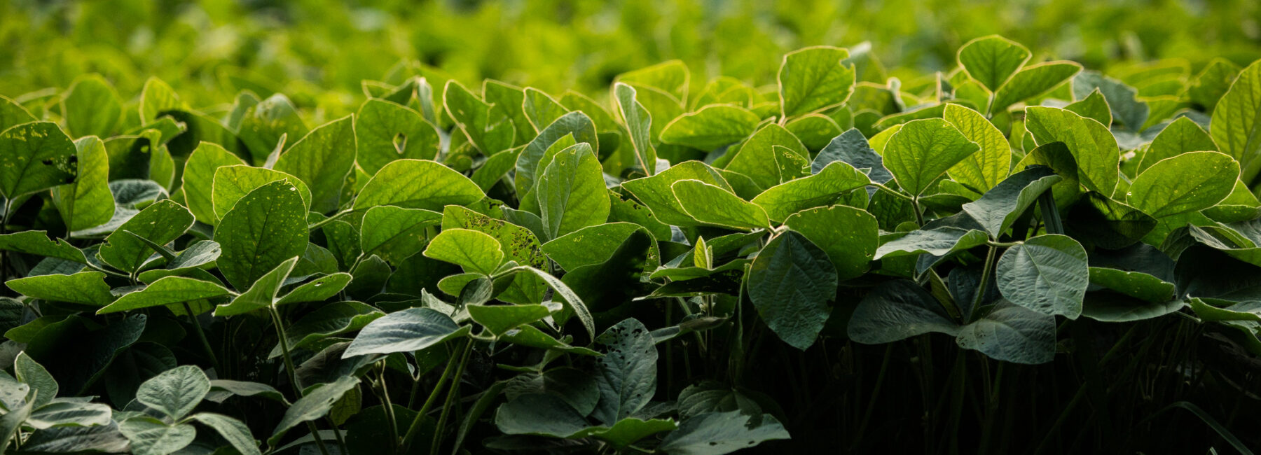 Greens growing in a field