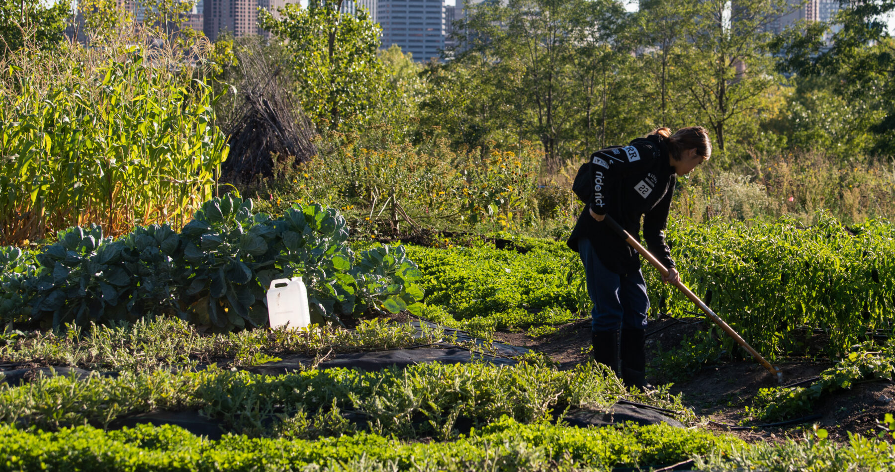 Hoeing a row in a community garden