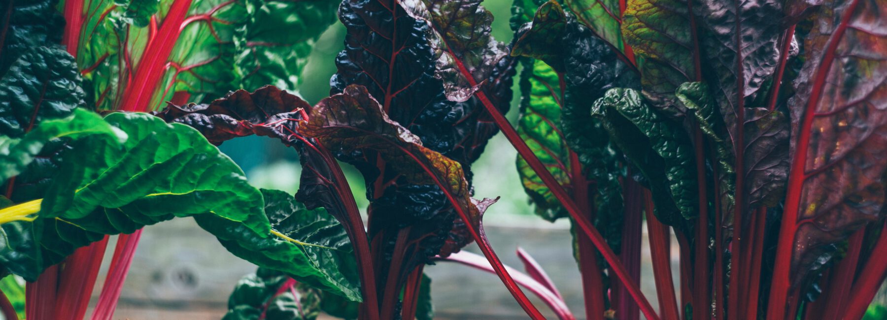 Swiss chard growing in garden bed